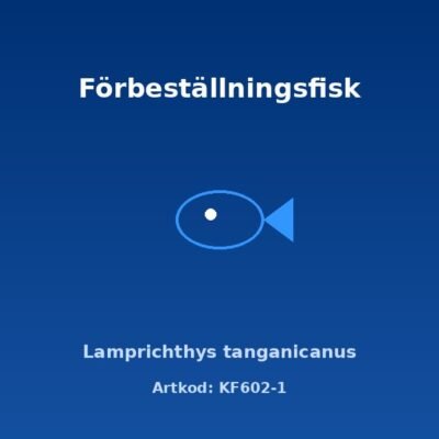 Lamprichthys tanganicanus 3,5-4 cm