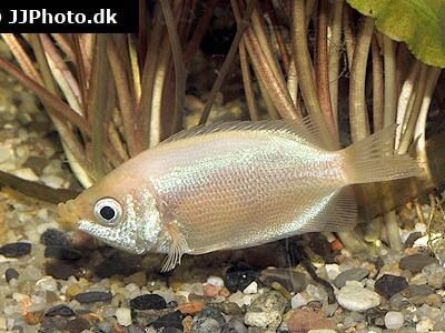 Kyssgurami rosa (Helostoma temminkii "Pink") 4–5 cm