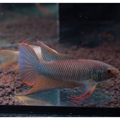 Macropodus erythropterus 4-5 cm