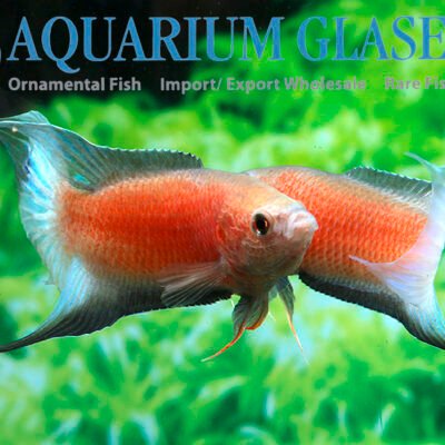 Paradisfisk Red Flame Blue Fin 3,5-4 cm