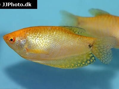 Guldgurami 4-4,5 cm