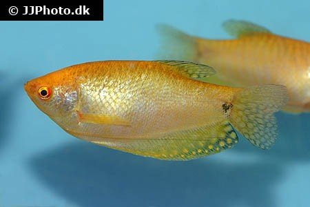alex-LA337-1 Guldgurami (Trichopodus trichopterus "Gold") 4–4,5 cm
