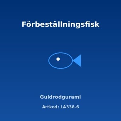 Guldrödgurami XL cm