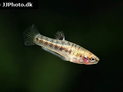 Heterandria formosa 1,5-2 cm