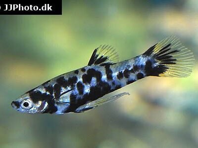 Phalloceros caudimaculatus var. reticulatus 2,5-3 cm
