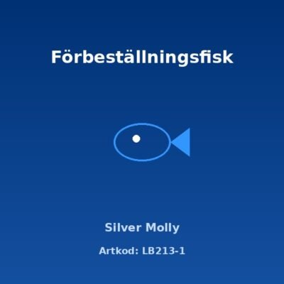 Silver Molly 3-4 cm