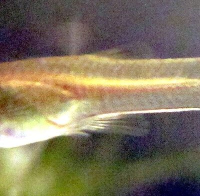 Guppy hona 3-3,5 cm