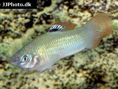 Poecilia salvatoris 3-3,5 cm