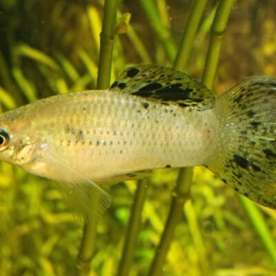 Poecilia sphenops "Wild Colored" 3-4 cm
