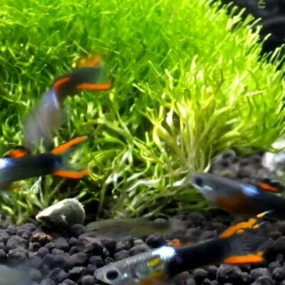 Endlersguppy Svart Eld (Poecilia wingei "Black Fire") 2–2,5 cm