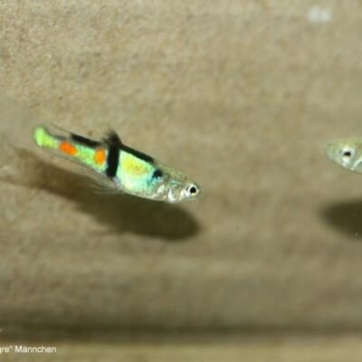 Endlersguppy Campoma El Tigre (Poecilia wingei Campoma El Tigre) 2–2,5 cm