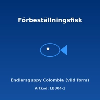 Endlersguppy Colombia (vild form) (Poecilia wingei Colombia lyretail) 2–2,5 cm