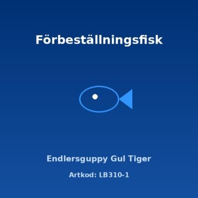 Endlersguppy Gul Tiger (Poecilia wingei "Yellow Tiger") 2–2,5 cm