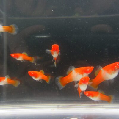 Svärbärare Kohaku Albino 4 cm