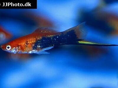 Svärbärare Tuxedo Röd 4 cm