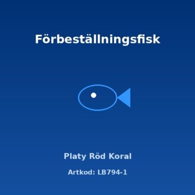Platy Röd Koral 2-2,5 cm