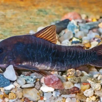 Xiphophorus pygmaeus 2-3 cm