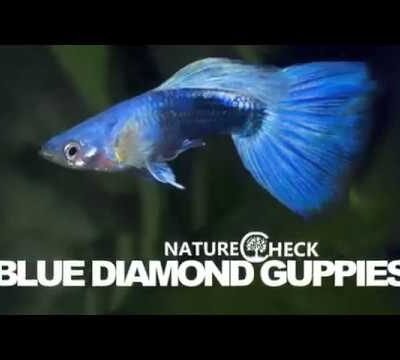 Guppy Blå Diamant 3-3,5 cm