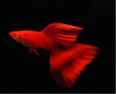 Guppy Full Röd Albino 3-3,5 cm