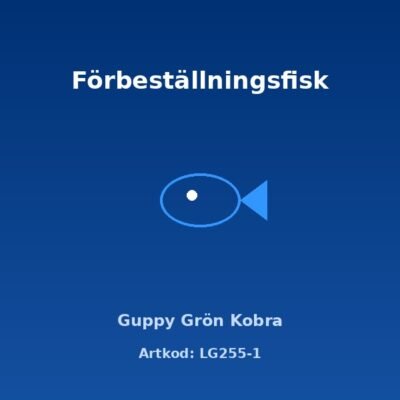 Guppy Grön Kobra 3-3,5 cm