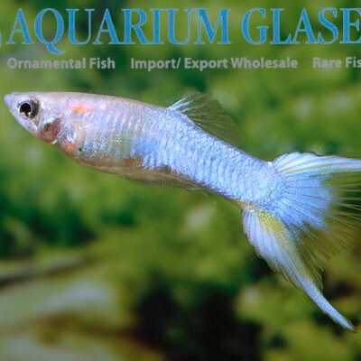 Guppy Japan Röd Dubbelt Svärd 2,5-3 cm