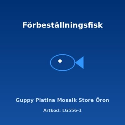 Guppy Platina Mosaik Store Öron 3-3,5 cm