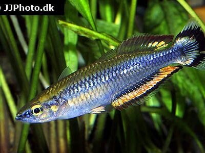 Madagaskarrengbåge 4-5 cm