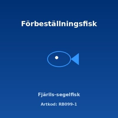 Fjärils-segelfisk 3-3,5 cm