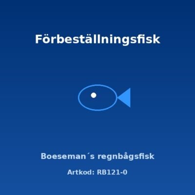 Boeseman´s regnbågsfisk (Melanotaenia boesemani) 3,5–4 cm