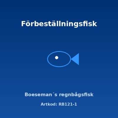 Boeseman´s regnbågsfisk (Melanotaenia boesemani) 4–5 cm