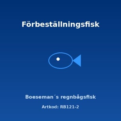 Boeseman´s regnbågsfisk (Melanotaenia boesemani) 5–6 cm