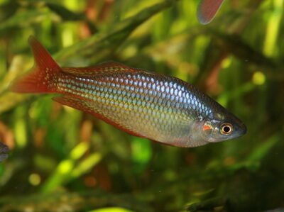 Melanotaenia splendida splendida Deepwater Creek 5-6 cm
