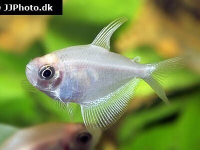 Sorgmanteltetra Guld 2,5-3 cm