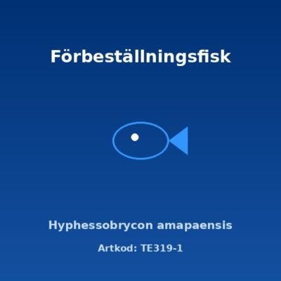 Hyphessobrycon amapaensis 2,5 cm