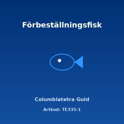 Columbiatetra Guld 3 cm