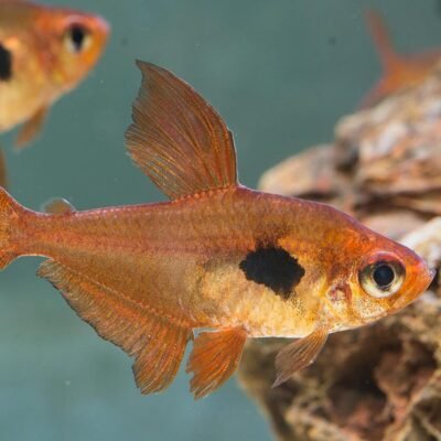 Röd fantomtetra 2,5 cm