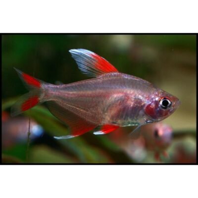 Hyphessobrycon "White Fin" 2,5 cm