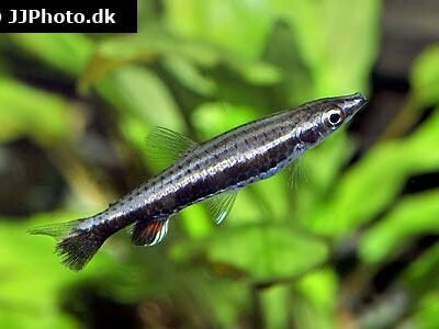 Brun pennfisk 2,5-3 cm