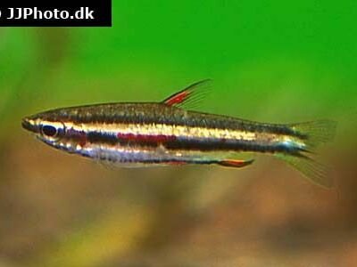 Smycketetra 2,5 cm