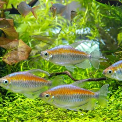 Kongotetra 4-4,5 cm