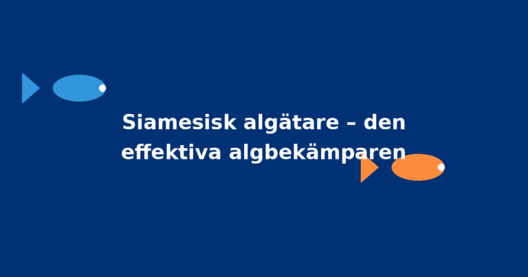 Siamesisk algätare – den effektiva algbekämparen