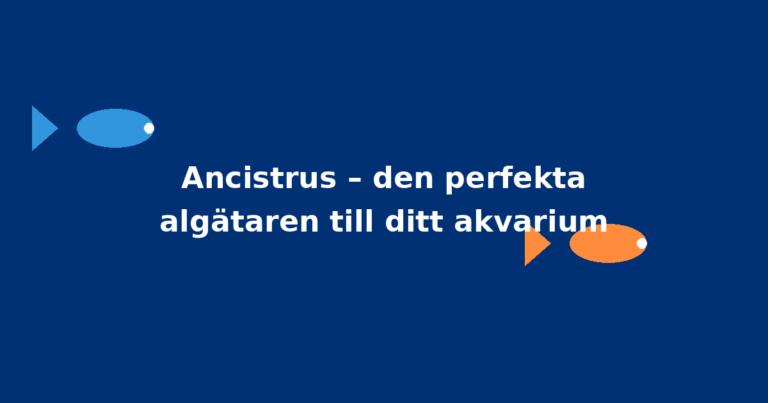 Ancistrus – den perfekta algätaren till ditt akvarium