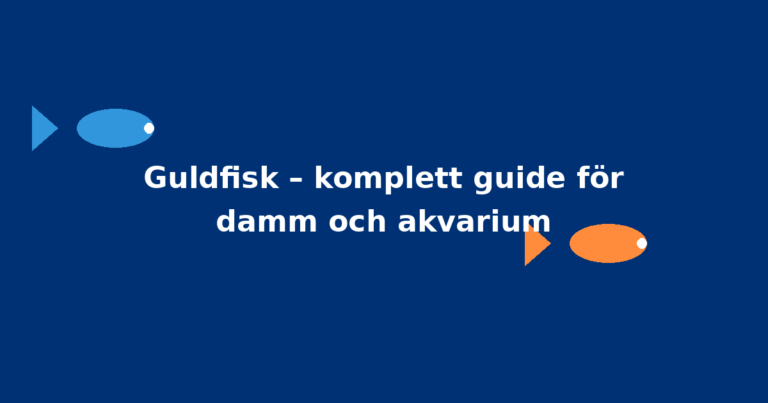 Guldfisk – komplett guide för damm och akvarium