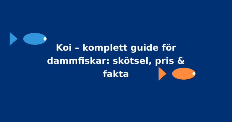 Koi – komplett guide för dammfiskar: skötsel, pris & fakta