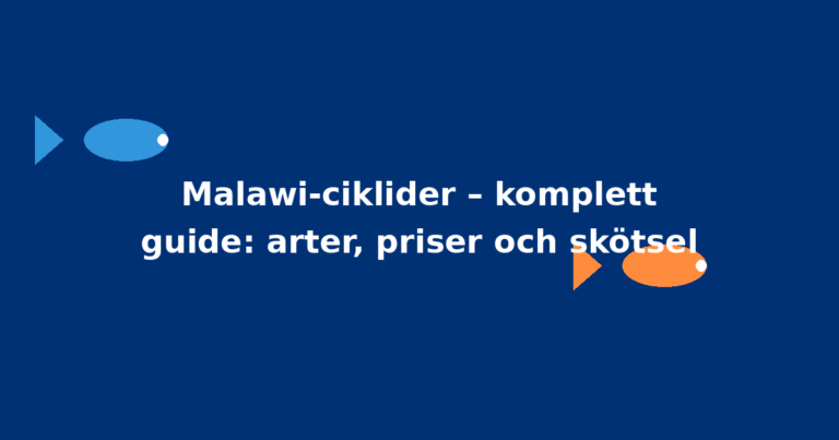 Malawi-ciklider – komplett guide: arter, priser och skötsel