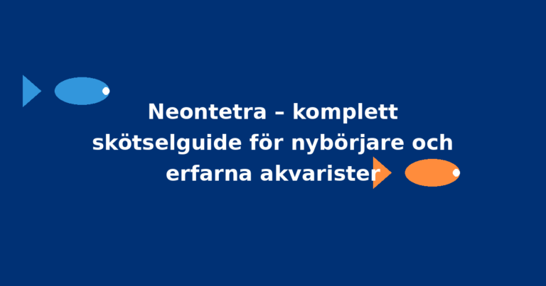 Neontetra – komplett skötselguide för nybörjare och erfarna akvarister