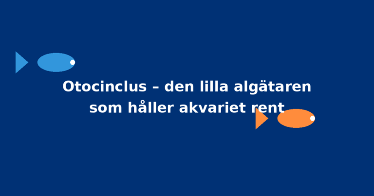 Otocinclus – den lilla algätaren som håller akvariet rent