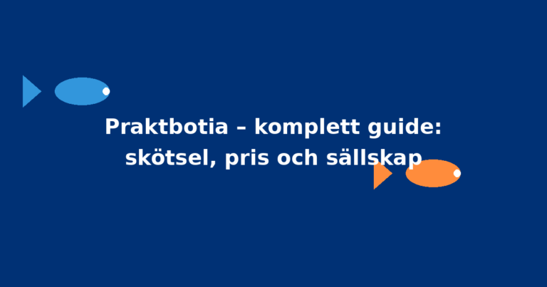 Praktbotia – komplett guide: skötsel, pris och sällskap