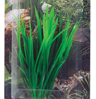 Dekorväxt Cyperus 16cm