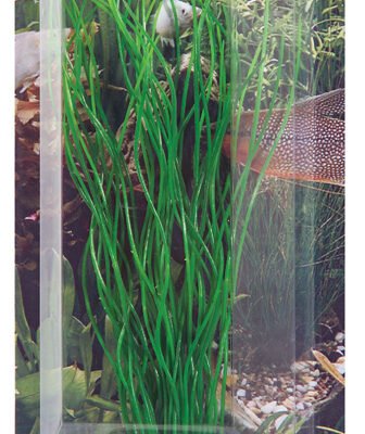 Dekorväxt Sagittaria 20cm